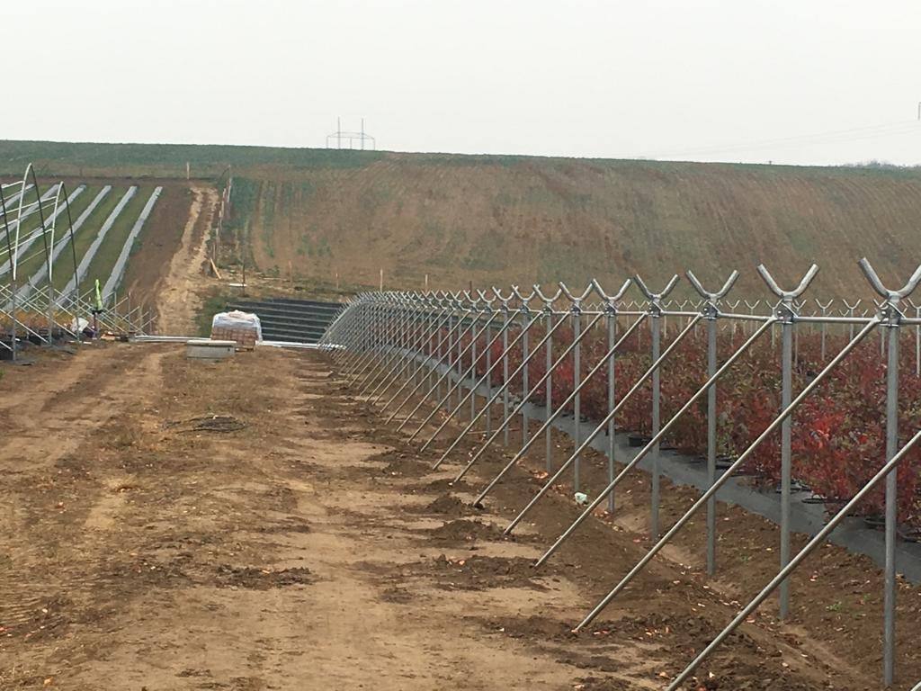 Rząd nóg z łącznikami Y przy kwaterze borówki w trakcie budowy tunelu