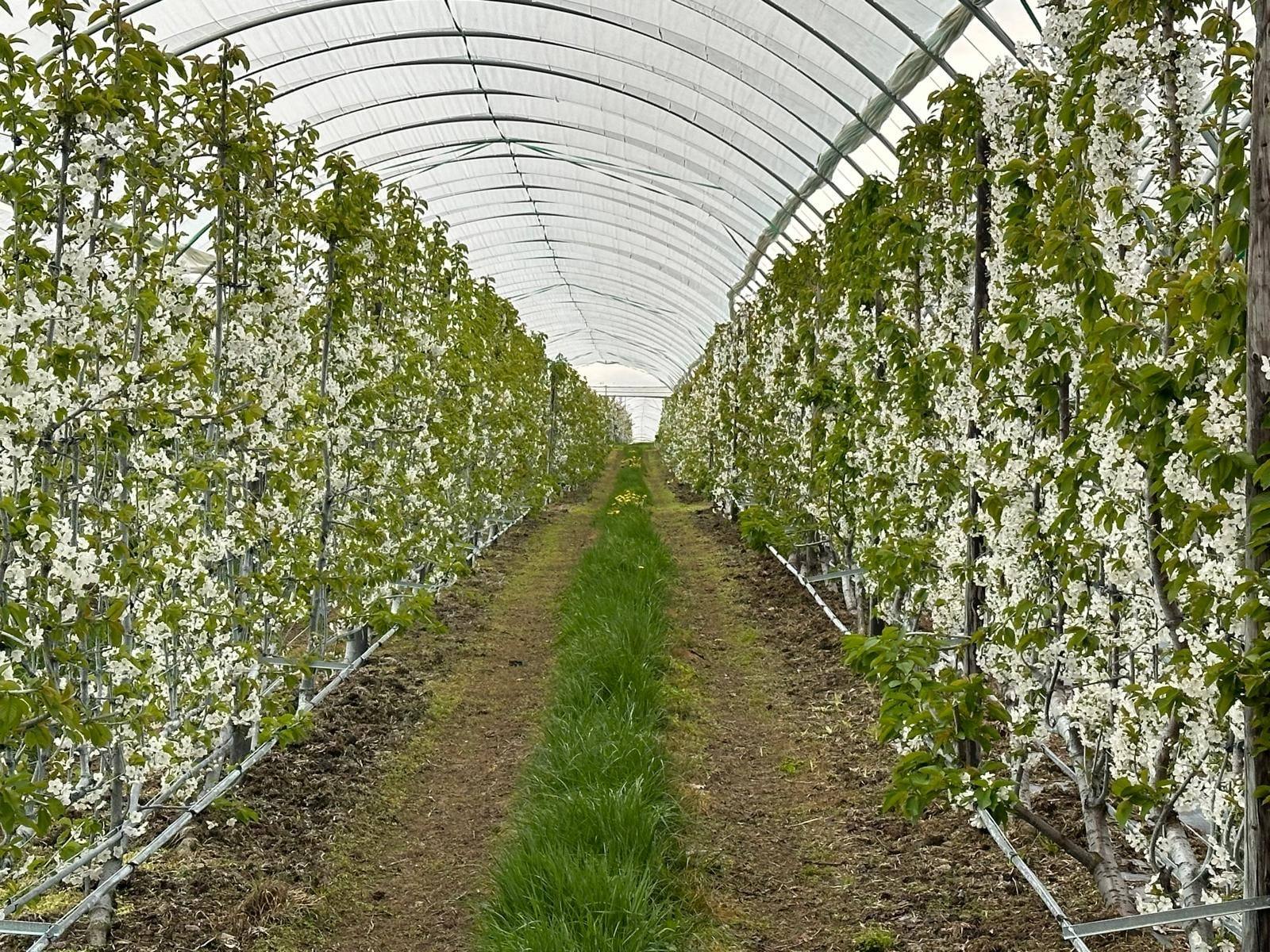 Kwitnące drzewa czereśni pod wysokim tunelem foliowym