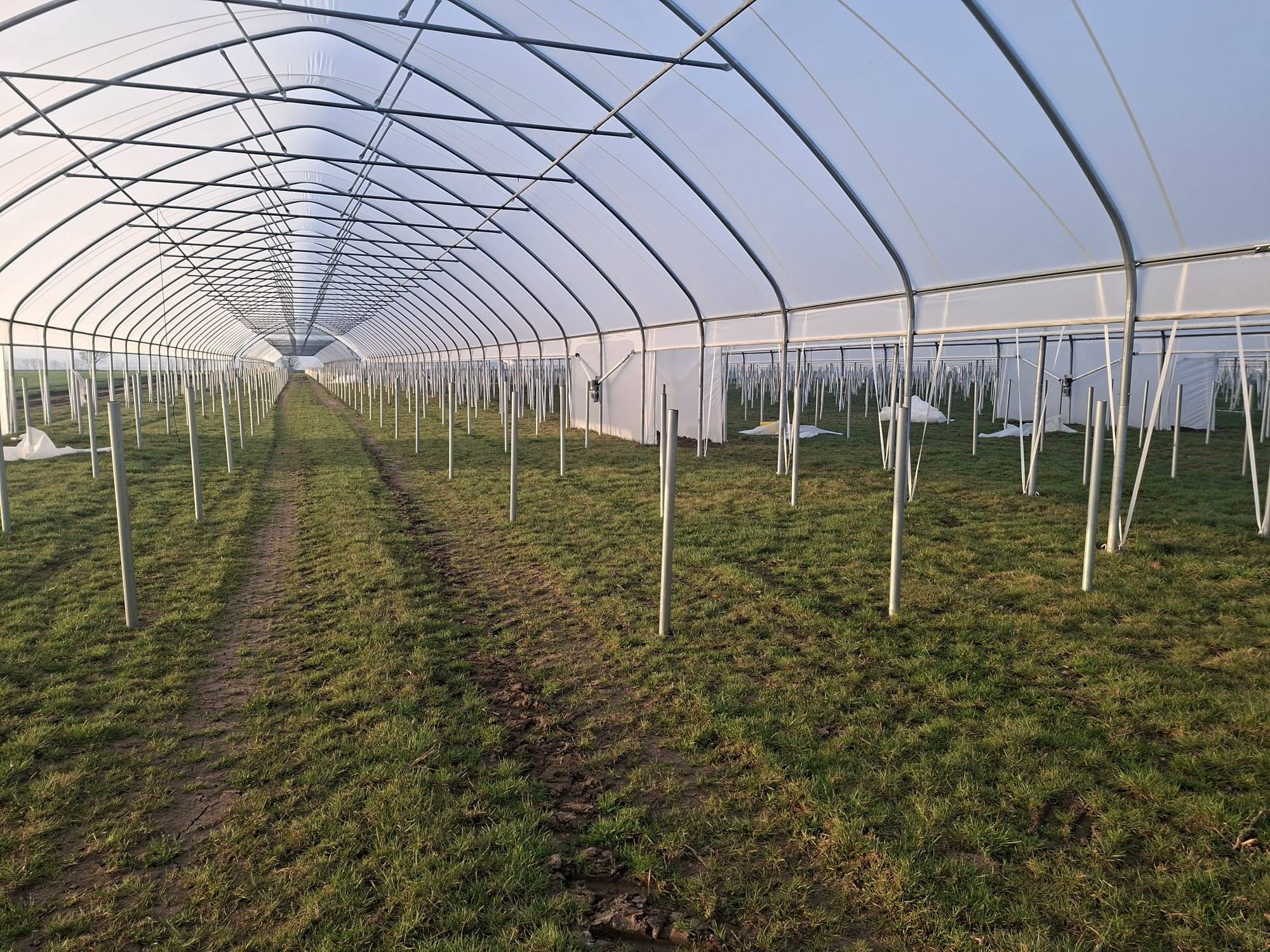 Inside a polytunnel bay with rows of posts on grass
