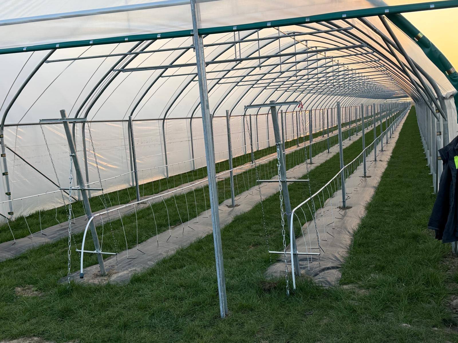 Inside a polytunnel with rows of support frames over the beds